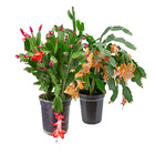 Flor de Maio Pote 15