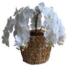 Flor Orquídea Branca Artificial Realista 10 Unidades Para Arr