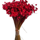 Flor Sempre Viva Vermelho Decoração Lembrancinha Desidratado
