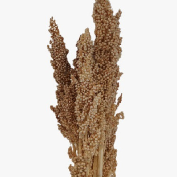 Flor Sorgo Natural Seco Alvejado Para Decoração E Arranjos