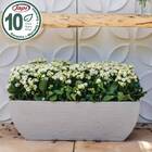 Floreira Retangular Moderna (6l) Cor Cimento Japi