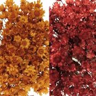 Florzinha Sempre Viva Para Bijuteria I Flores Desidratadas