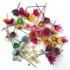 Florzinha Sempre Viva Para Bijuteria I Flores Desidratadas