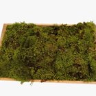 Fofao Musgo Verde Vivo Na Caixa Para Terrariuns Kokedamas