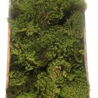 Fofao Musgo Verde Vivo Na Caixa Para Terrariuns Kokedamas