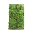 Fofao Musgo Verde Vivo Para Decoração Terrariuns Kokedamas