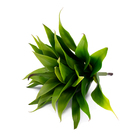 Folha Artificial Agave Com Raiz X24 Para Arranjos Verde 60 Cm