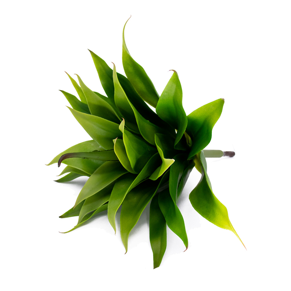 Folha Artificial Agave Com Raiz X24 Para Arranjos Verde 60 Cm
