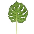 Folha Costela de Adão 80x22 Verde Grillo