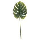 Folha Costela de Adão Gigante Verde