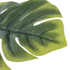 Folha Costela de Adão Gigante Verde