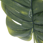 Folha Costela de Adão Gigante Verde