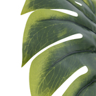 Folha Costela de Adão Gigante Verde