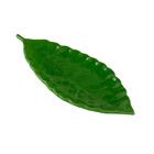 Folha Decorativa Cerâmica Royal Decor 23x10x3cm Verde