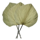 Folha Leque Latânia Natural Desidratada Arranjos E Decoração