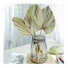 Folha Leque Latânia Natural Desidratada Arranjos E Decoração