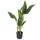 Folha Strelitzia Verde