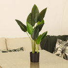 Folha Strelitzia Verde