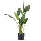 Folha Strelitzia Verde