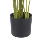 Folha Strelitzia Verde