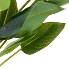 Folha Strelitzia Verde