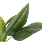 Folha Strelitzia Verde