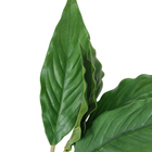 Folhagem Anturio com haste em tubo e 6 folhas siliconadas, verde.