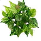 Folhagem Artificial Buque Jiboia Identica Ao Real