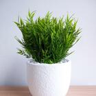 Folhagem Artificial De Bambu 9 Buquês De 35cm Uso Residencial