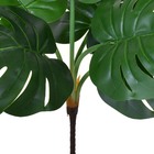 Folhagem Costela de Adão Pequeno Verde Grillo