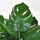 Folhagem Costela de Adão Pequeno Verde Grillo