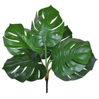 Folhagem Costela de Adão Pequeno Verde Grillo