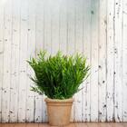 Folhagem De Bambu Perfeito Para Arranjos Decoração 4 Buques R