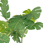 Folhagem de Melão Verde