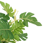 Folhagem de Melão Verde