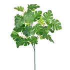 Folhagem de Melão Verde