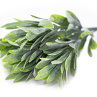 Folhagem Podocarpus Com Powder X5  Para Cerca Viva Verde 29 C