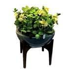 Folhagens Artificiais Kit 12 Buquês De Fitonia No Atacado 40