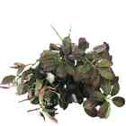 Folhagens Artificiais Kit 3 Galhos De Folhas de Laranjeiras P