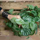 Folhagens Artificiais Kit 4 Galhos De Folhas De Melancia Para