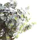 Folhagens Artificiais Kit 5 Galhos De Eucaliptos Para Decoraç