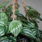 Folhagens Artificiais Kit 6 Galhos De Folhas De Melancia Para