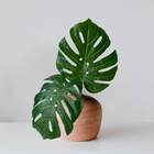 Folhas De Costela De Adão Artificiais 7 Unidades Planta Verde