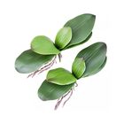 Folhas De Orquídea Com Raízes Para Decoração