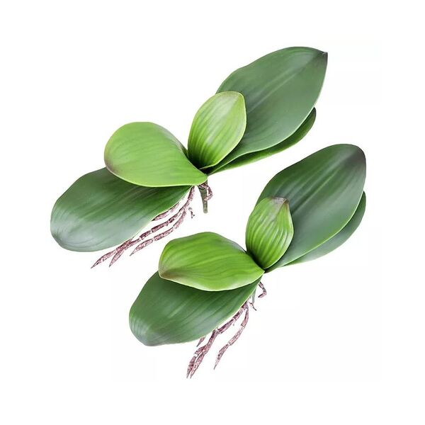 Folhas De Orquídea Com Raízes Para Decoração