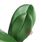 Folhas De Orquídea Com Raízes Para Decoração
