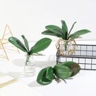 Folhas De Orquídea Com Raízes Para Decoração