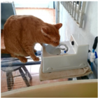 Fonte Automatica Tipo Bebedor Abre A Torneira Pro Seu Gato