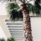 Forth Palmeiras 10kg  Reg Sp0032042000011 N10%p2o55%k2o10%ca2