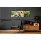 Fotografia Artistica Profissional Animais Leoa 3 De 65cmx65cm